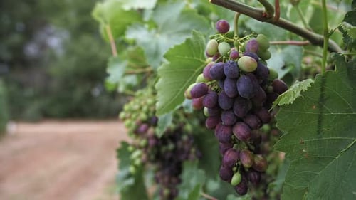 Ripe Grapes Hanging on Vine at Vineyard