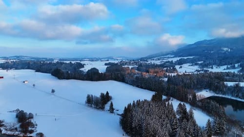 Snow-covered plains with beautiful pine trees growing in the groups.