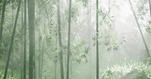 Mist Envelops a Tranquil Bamboo Forest Near the Mountains in Early Morning