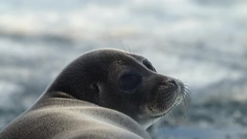 Close Up Portrait of Seal Having a Rest on Floating Ice Block in the Sea