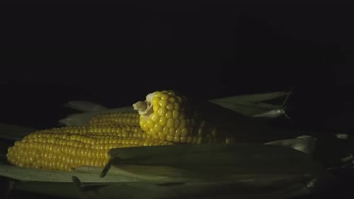 Boiled corn close-up rotating. Many ripe hot corn in the cob are spin around, rotation, slow motion