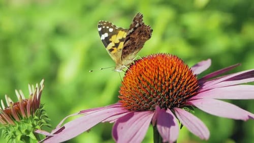 Extreme close up macro shot of orange Small tortoiseshell butterfly collecting nectar from purple co