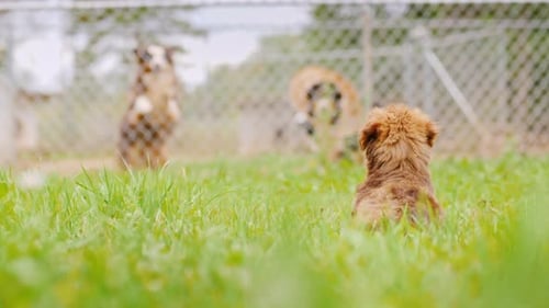 The Puppy Looks at the Dogs Behind the Bars Rear View Dogs in the Nursery