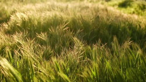 Green weeds waves in the slight breeze under sunset lights in two time slow motion. Camera is focusi