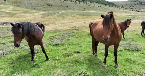 Aerial Drone Shot of Coal Power Plant with Two High Cooling Towers Next to Blue River
