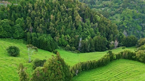 Lush Forest Landscape Aerial View Picturesque Green Valley at Countryside Hills