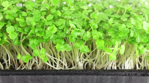 Fresh Green Sprouts Spritzed with Water