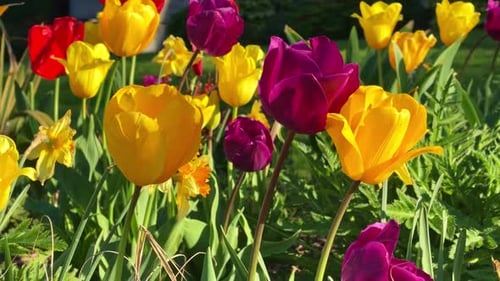 Tulip flowers in spring garden setting