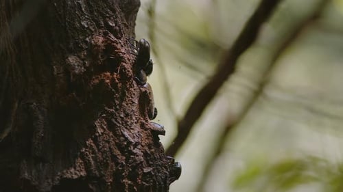 Iridescent Beetles Crawling on a Tree Trunk