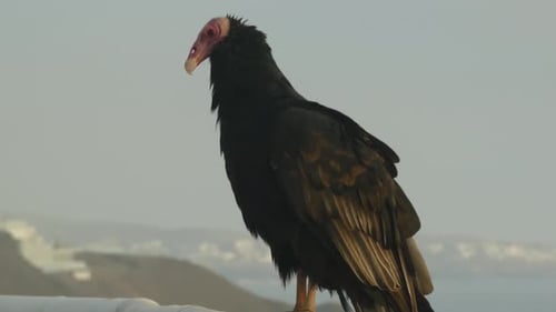 Peruvian Turkey vulture