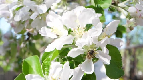 Bee Collects Pollen from Spring Blossoms