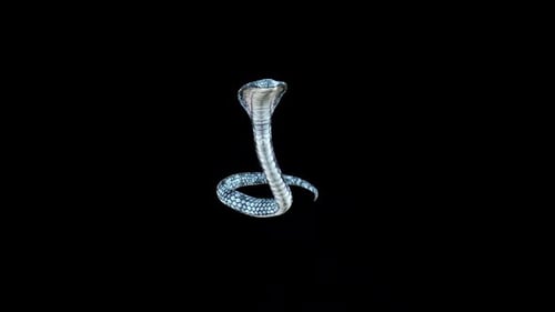 Animated Cobra Snake Rising with Alpha Channel