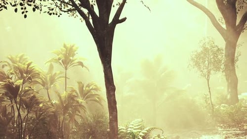 Sunlight Filters Through Trees in a Lush Tropical Forest During Early Morning