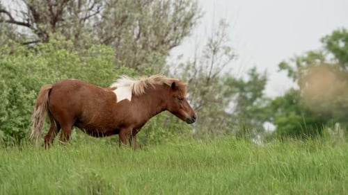 Chestnut pony grazing peacefully in green meadow