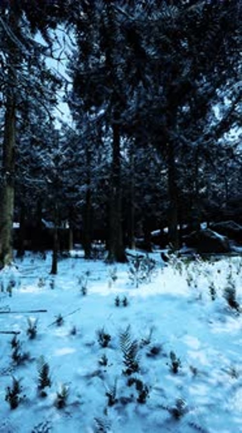 Snow Blankets a Tranquil Forest During a Winter Morning