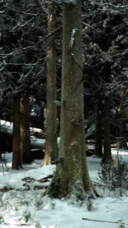 Winter Serenity Found in a Snow Covered Forest with Towering Trees
