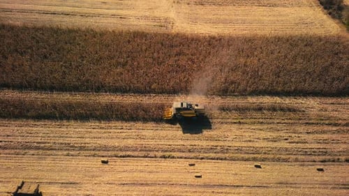 Corn Harvesting Aerial