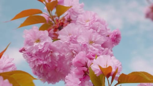 Pink flowers on the tree of flowering Sakura. Cherry blossom in spring.
