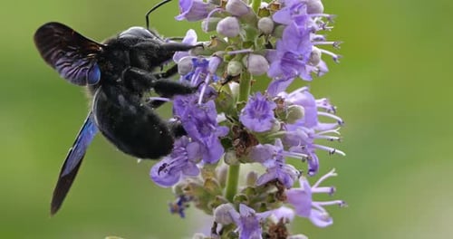 Eine Zimmermannsbiene auf Nahrungssuche und Bestäubung von Vitex-Blüten, Südfrankreich