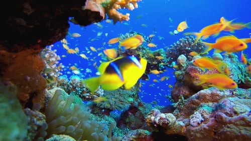 Underwater Coral Reef Clownfish