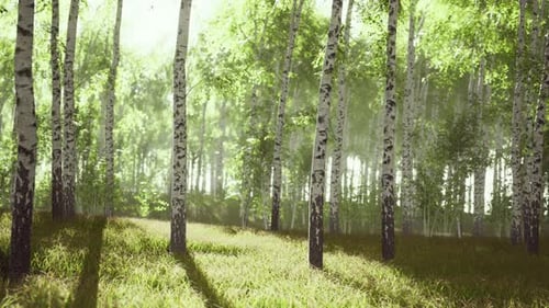 Birch Trees on the Green Grass