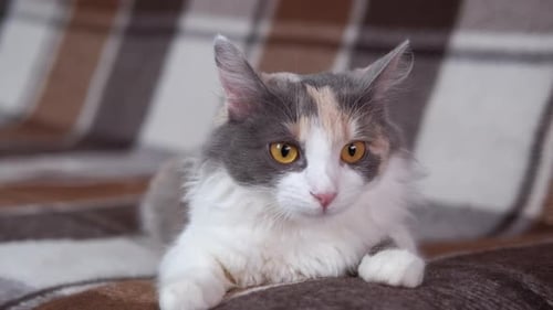 Enjoyful Cat