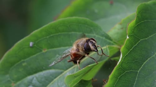 A Hoverfly perched on a leaf as it preens. Summer. UK