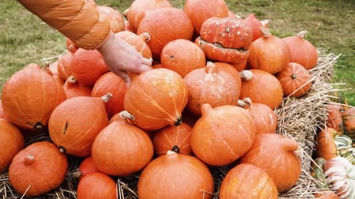 Pumpkin Patch at Farm