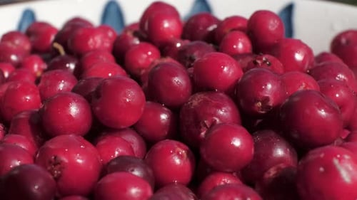 Bowl Full of Fresh Red Cranberries Close Up