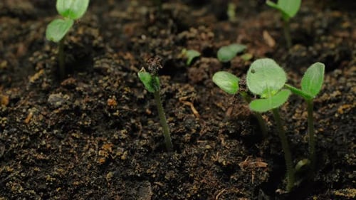 Time Lapse of Green Sprouts Emerge from Soil
