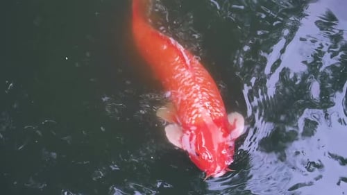 Koi-Fische aller Farben schwimmen zusammen in einem Teich. Zwei weiße Koi schwimmen wie Yin Yang aneinander vorbei
.