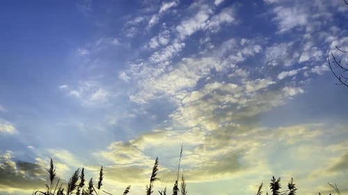 Plant Reeds And Sea In Sunset 9
