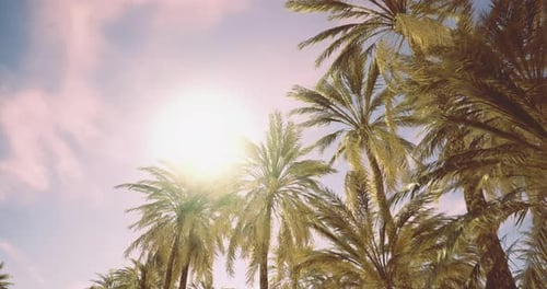 Tropical Palm Trees Swaying in Golden Sunlight