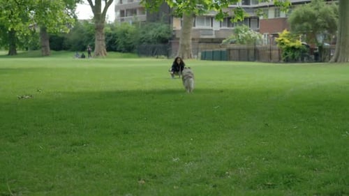 lovely pet dog running toward owner in green public park, static shot