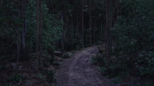 Serene Forest Path Winding Through Lush Greenery During Twilight Hours