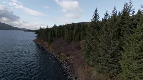 Orbit shot around green pine trees at lake shore