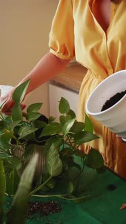 Woman Repotting Pothos Plant at Home