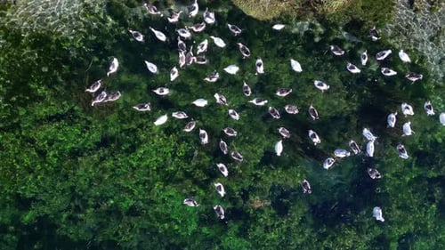 Enten in der Natur.