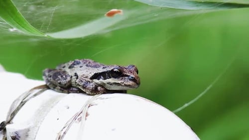 A frog sitting on a pipe