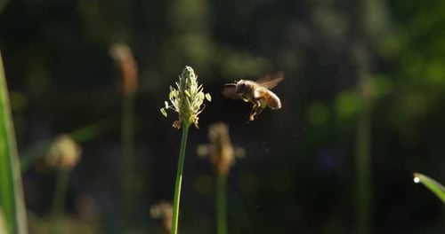 in der Natur eine Biene, die eine Blume in Makro-Zeitlupe bestäubt. magische Natur a
