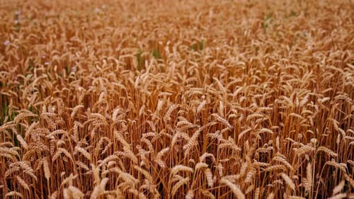 Wheat field background in harvesting season. Dry ears of wheat ready for harvest.