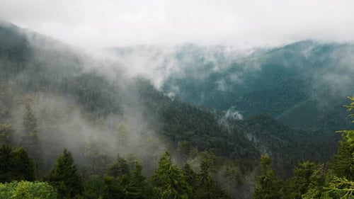 Morning fog. Majestic Carpathian Mountains. Beautiful landscape of untouched nature