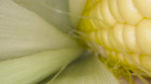 Extreme Close Up of Fresh Corn on Cob