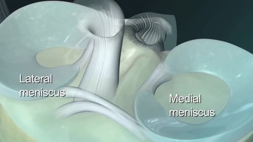 Detailed 3D Animation of Human Knee Joint Anatomy