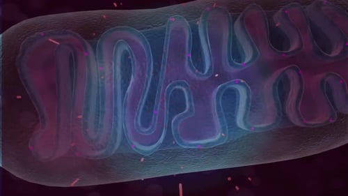 Mitochondria cell organelle with cristae in blue and purple