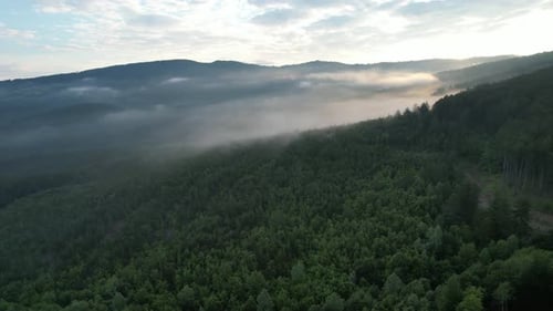 Scenic Foggy Rural, foggy forest morning sunrise, majestic woodland, sunset view in deep forest, dro