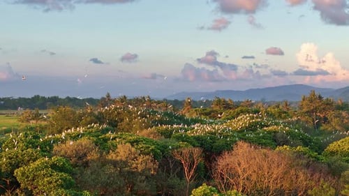 Drone view a flock of white egrets flew and perched on the green trees in the cloudy sky.