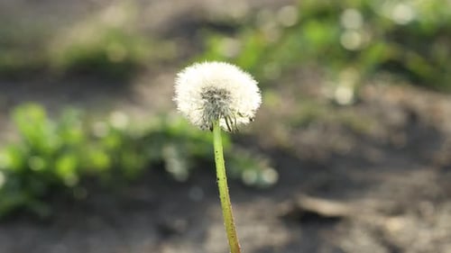 Dandelion with fluffy blowball outdoors on sunny day, closeup. Camera moving left