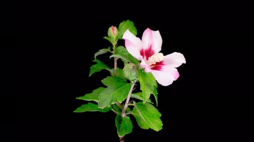 Time Lapse of Pink Hibiscus Blooming on Black Background