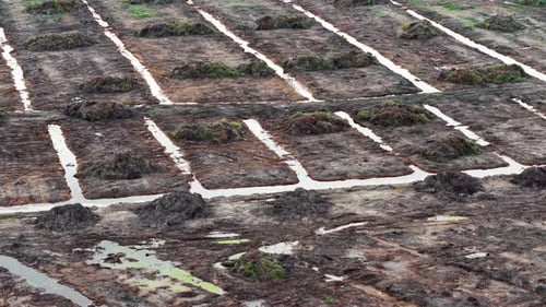 Aerial view shows cleared land prepared for oil palm planting.